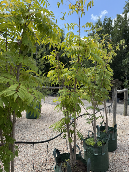 Toona Sinensis (Chinese Cedar)
