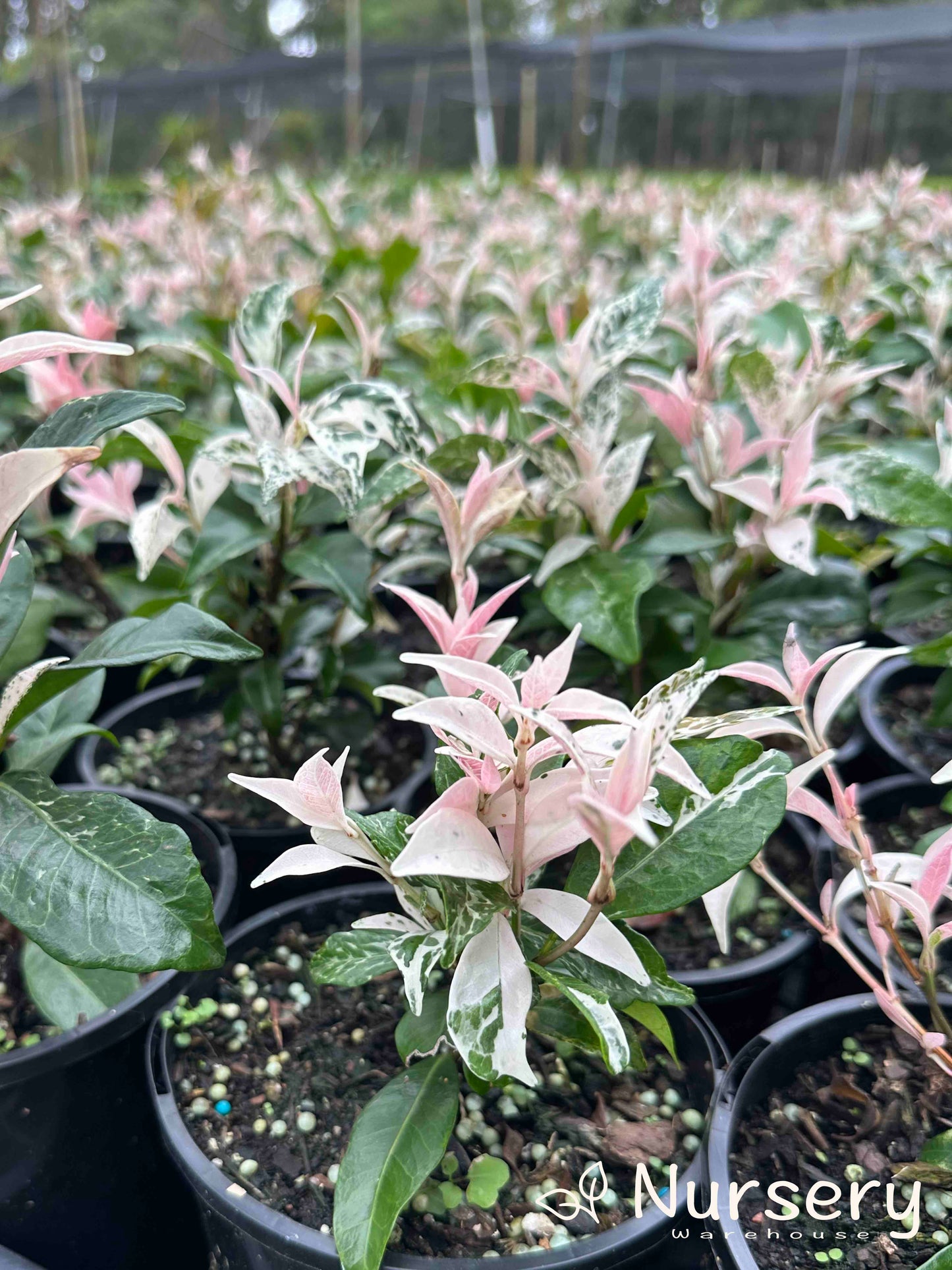 Trachelospermum Tricolour (Tricolour Star Jasmine)