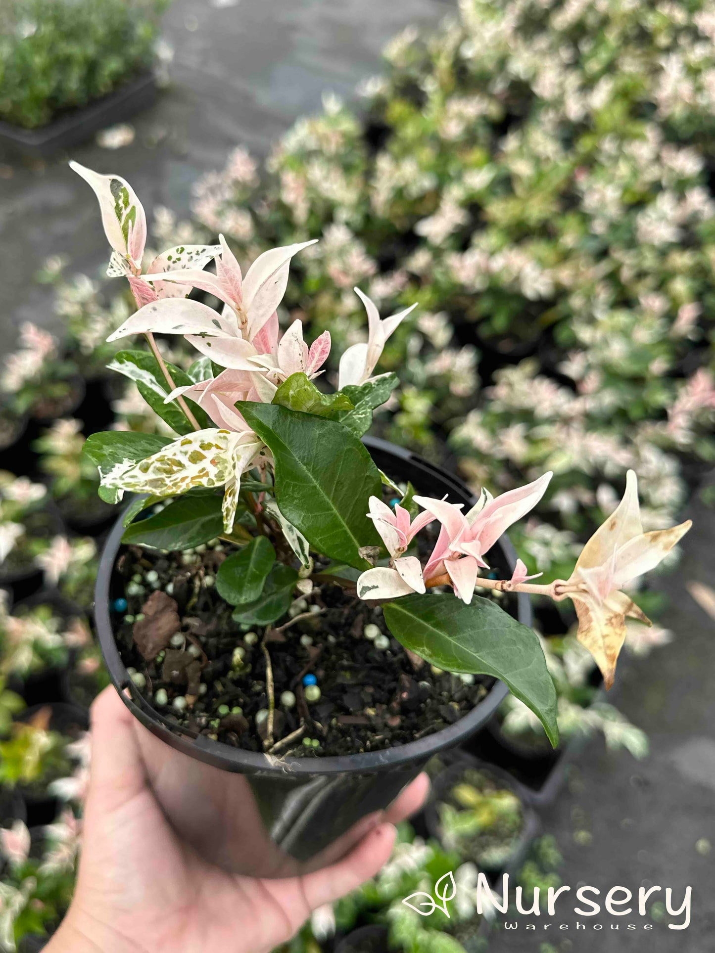 Trachelospermum Tricolour (Tricolour Star Jasmine)