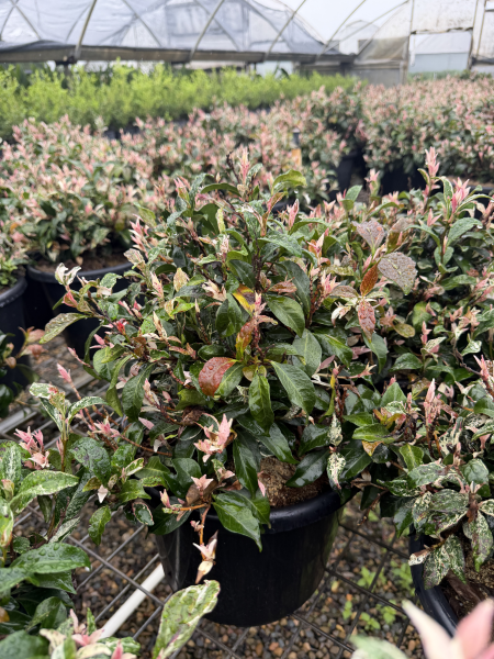 Trachelospermum Jasminoides ‘Tricolor’ (Tricolour Star Jasmine)