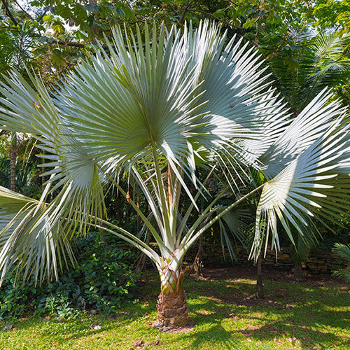 Trachycarpus Fortunei (Windmill Palm / Chusan Palm)