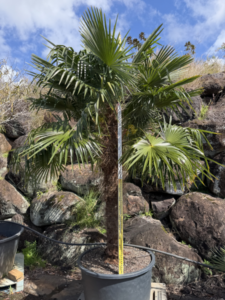 Trachycarpus Fortunei (Windmill Palm / Chusan Palm)