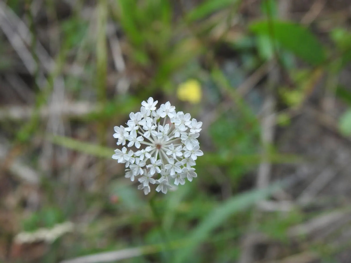 Trachymene Incisa (Native Wild Parsnip)