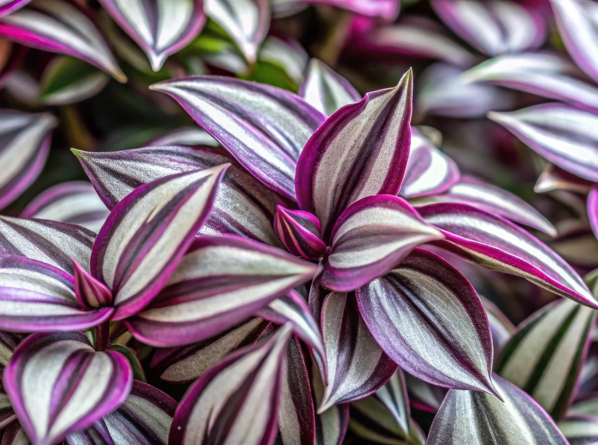 Tradescantia zebrina (Silver Inch Plant)