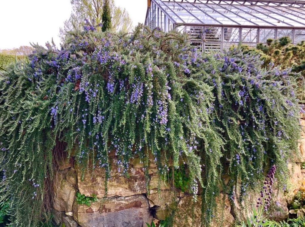Salvia rosmarinus ‘Trailing’ (Trailing Rosemary)