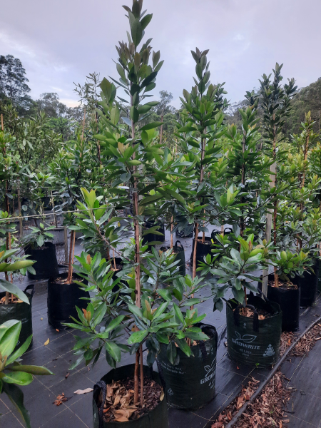 Tristaniopsis Laurina (Luscious®)