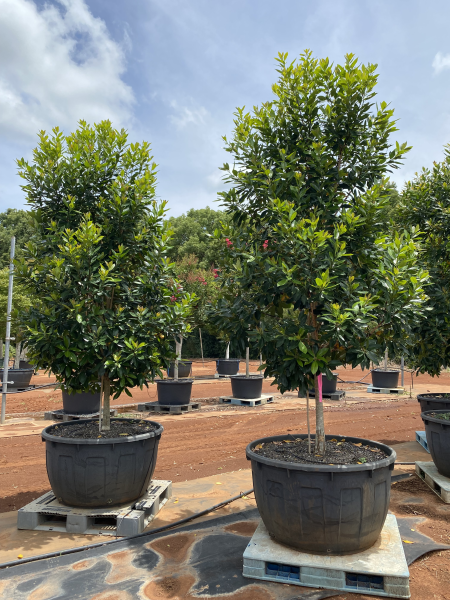 Tristaniopsis Laurina (DOW10) LUSCIOUS®
