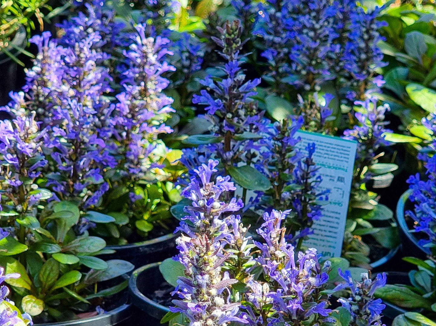 Ajuga Reptans ‘Tuff N Tidy’ (Bugleweed)