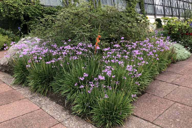 Tulbaghia Violacea (Society Garlic)