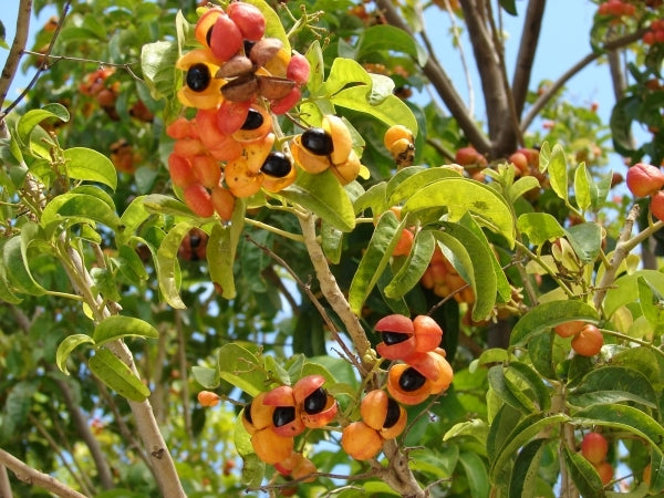 Harpullia pendula (Tulipwood)