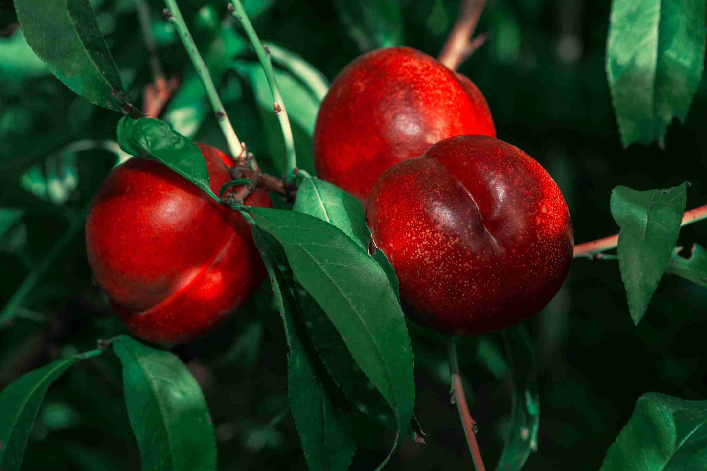 Prunus Persica var. Nucipersica 'Tuscany' (Dwarf Tuscany Nectarine)