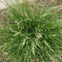 Austrostipa Verticillata (Whipstick Grass)