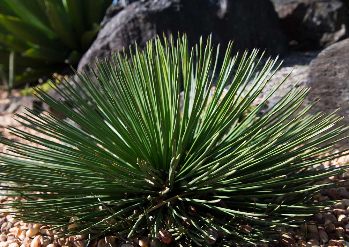 Agave Geminiflora (Twin-Flowered Agave)