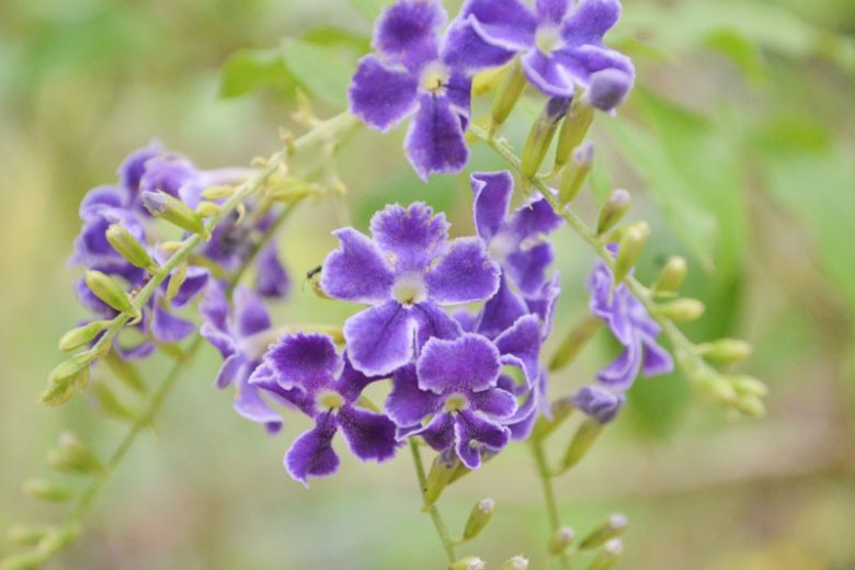 Duranta erecta ‘Alba’ (White Duranta)