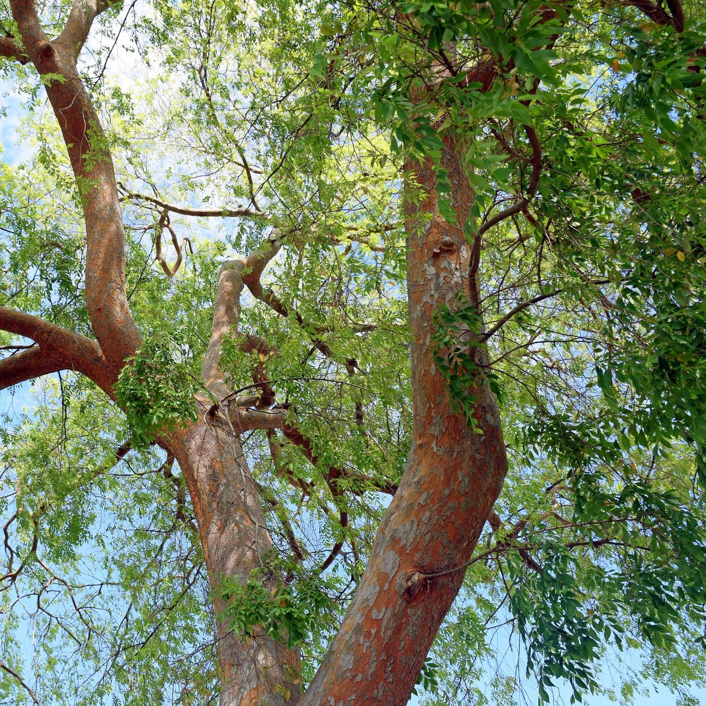 Ulmus Parvifolia ‘Todd’