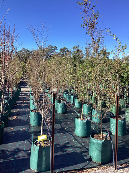 Ulmus Parvifolia ‘Todd’ (Todd Chinese Elm)