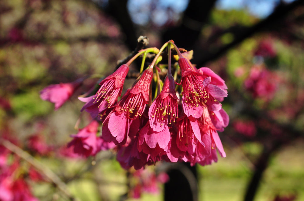 Prunus Campanulata (Taiwan Cherry)