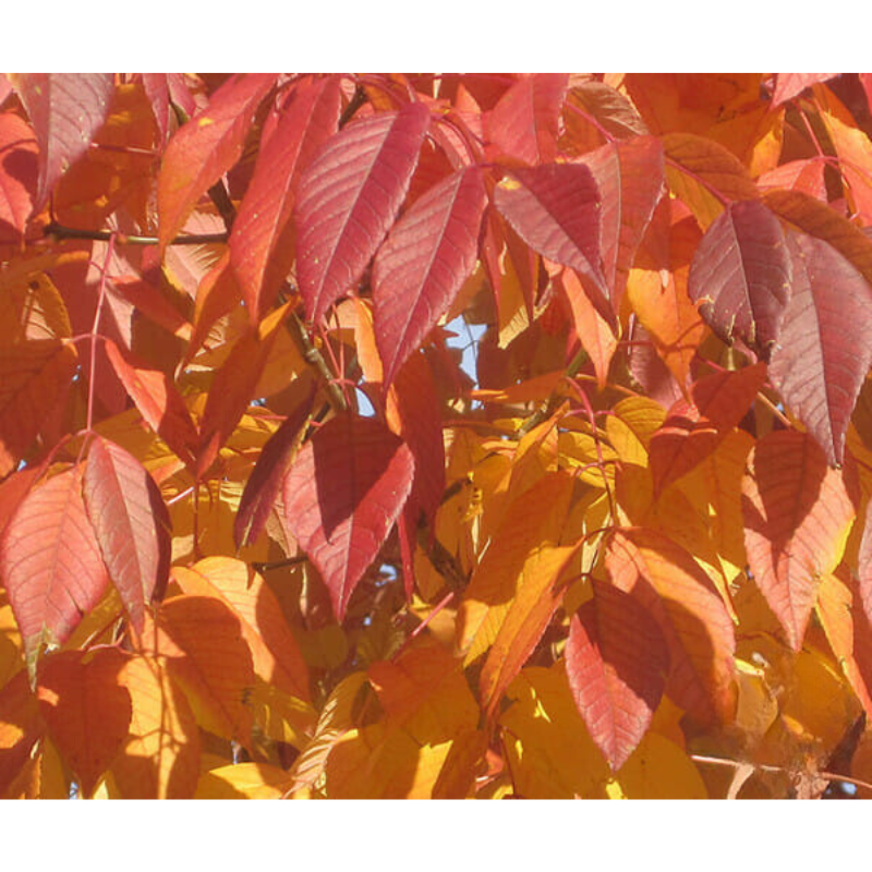 Fraxinus Cimaron (Cimaron Ash Tree)