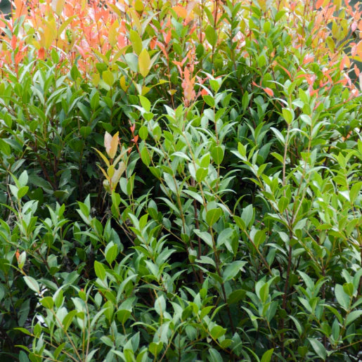 Syzygium australe ‘Northern Select’ (Brush Cherry)