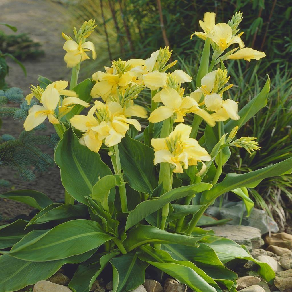Canna × Hybrida (Yellow Canna Lily)