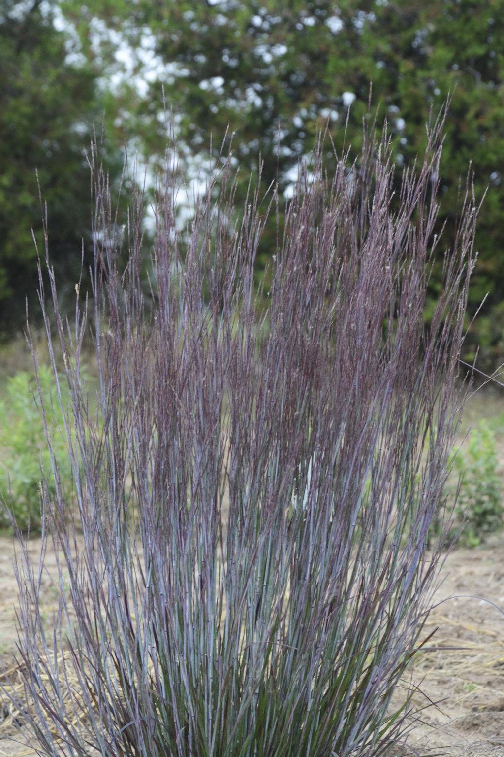 Schizachyrium Scoparium 'Blue Paradise' (Blue Paradise Little Bluestem)