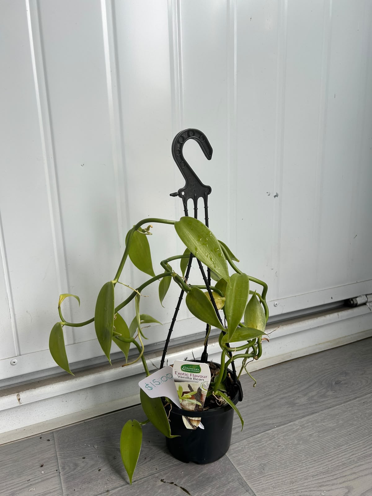 Vanilla Planifolia (Vanilla Bean Orchid) CLEARANCE