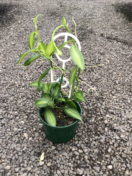 Vanilla Planifolia (Vanilla Bean Orchid)