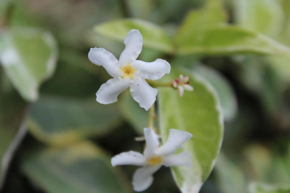 Trachelospermum Jasminoides 'Variegata' (Variegated Star Jasmine)