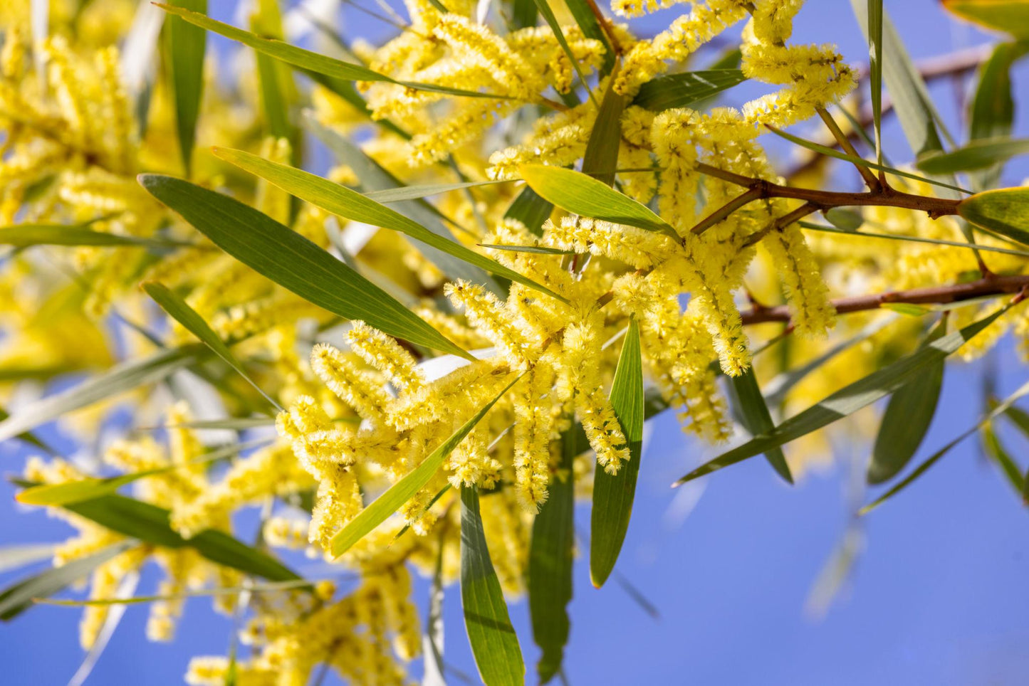 Acacia Longifolia (Sydney Golden Wattle)