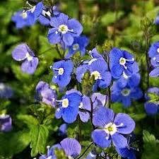 Veronica Oxford Blue (Speedwell)
