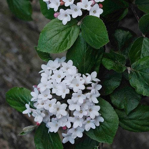 Viburnum × burkwoodii ‘Anne Russell’ (Burkwood Viburnum)