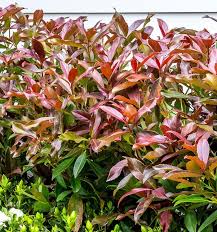 Viburnum Odoratissimum 'Brant01' Coppertop™ (Coppertop Sweet Viburnum)