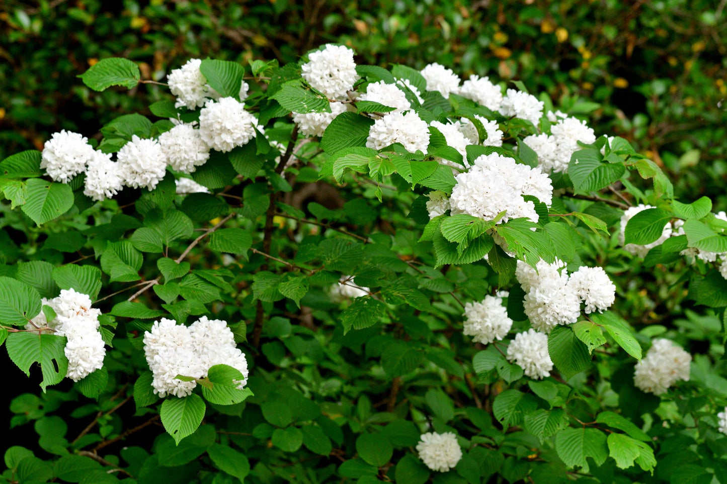 Viburnum Plicatum (Japanese Snowball Viburnum)