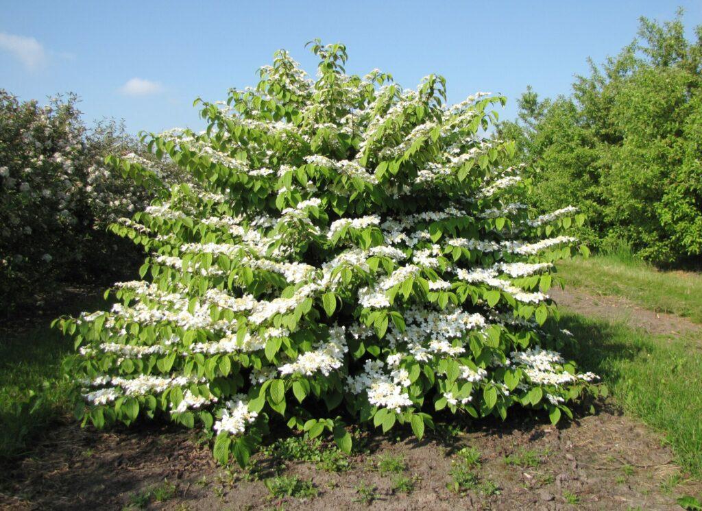 Viburnum Plicatum 'Mariesii' (Mariesii Doublefile Viburnum)