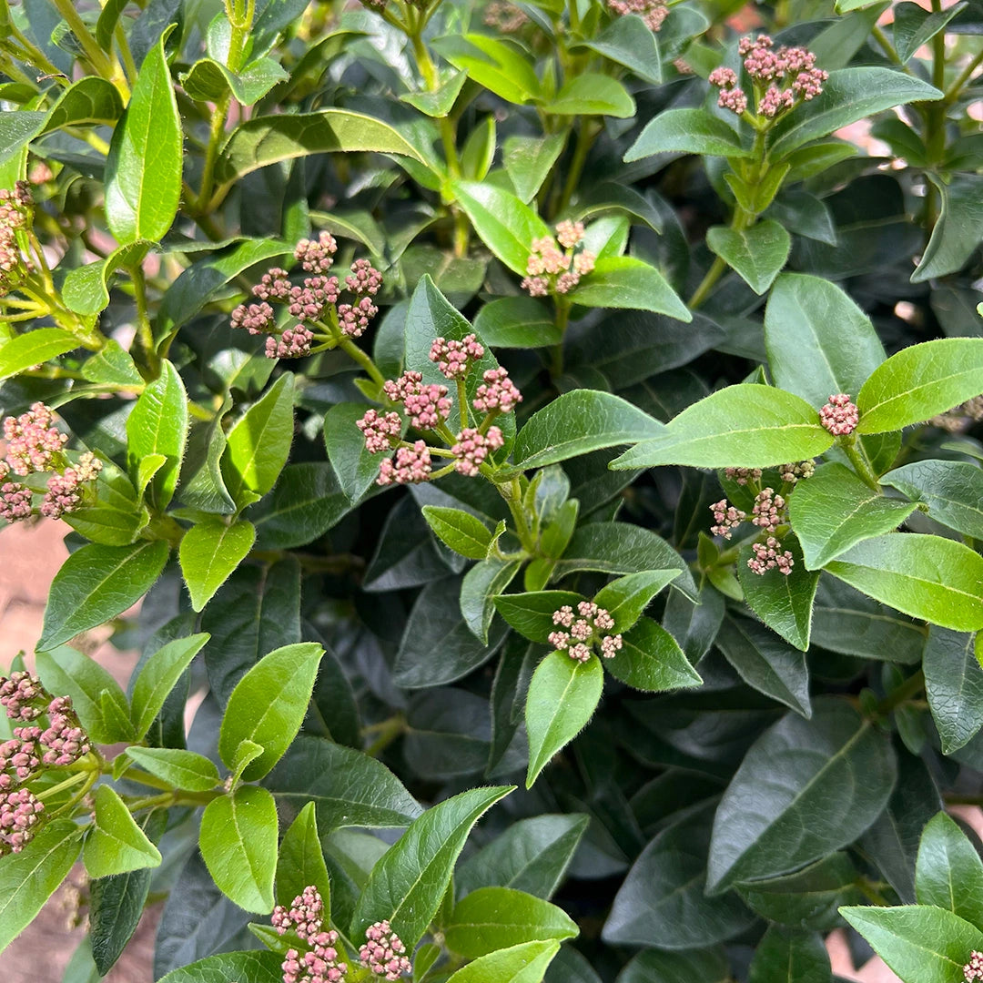 Viburnum Tinus (Laurustinus) CLEARANCE