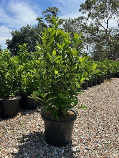 Viburnum Odoratissimum (Sweet Viburnum)