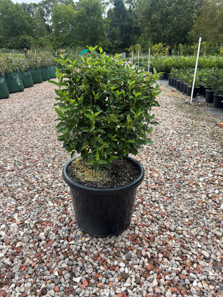 Viburnum Tinus (Laurel Leaf Viburnum)