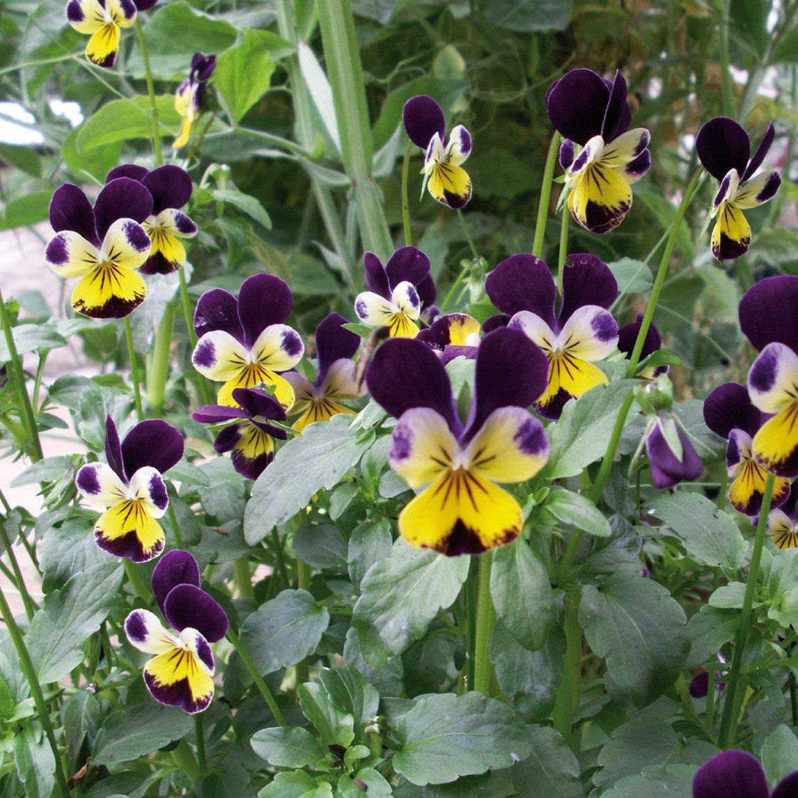 Viola Tricolor (Heartsease)