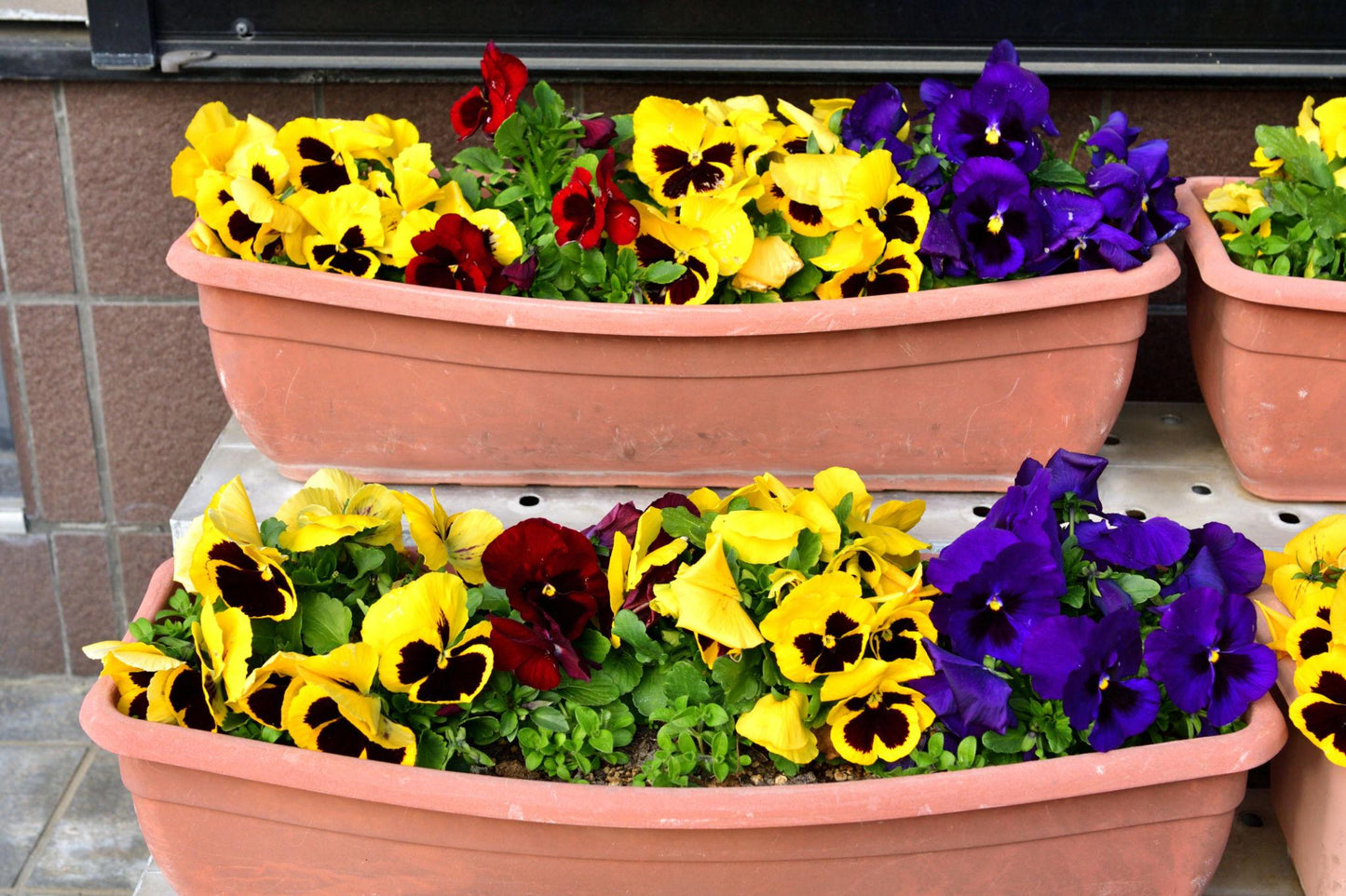 Viola × wittrockiana (Pansy Mix)