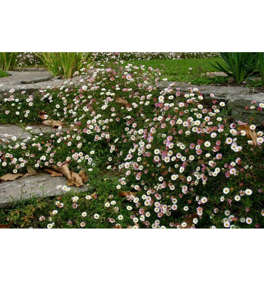 Erigeron Karvinskianus ‘Profusion’ (Profusion Mexican Fleabane)