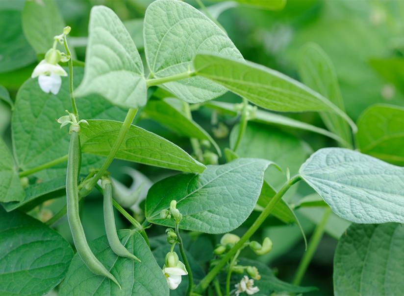 Phaseolus vulgaris (Bean Bush)