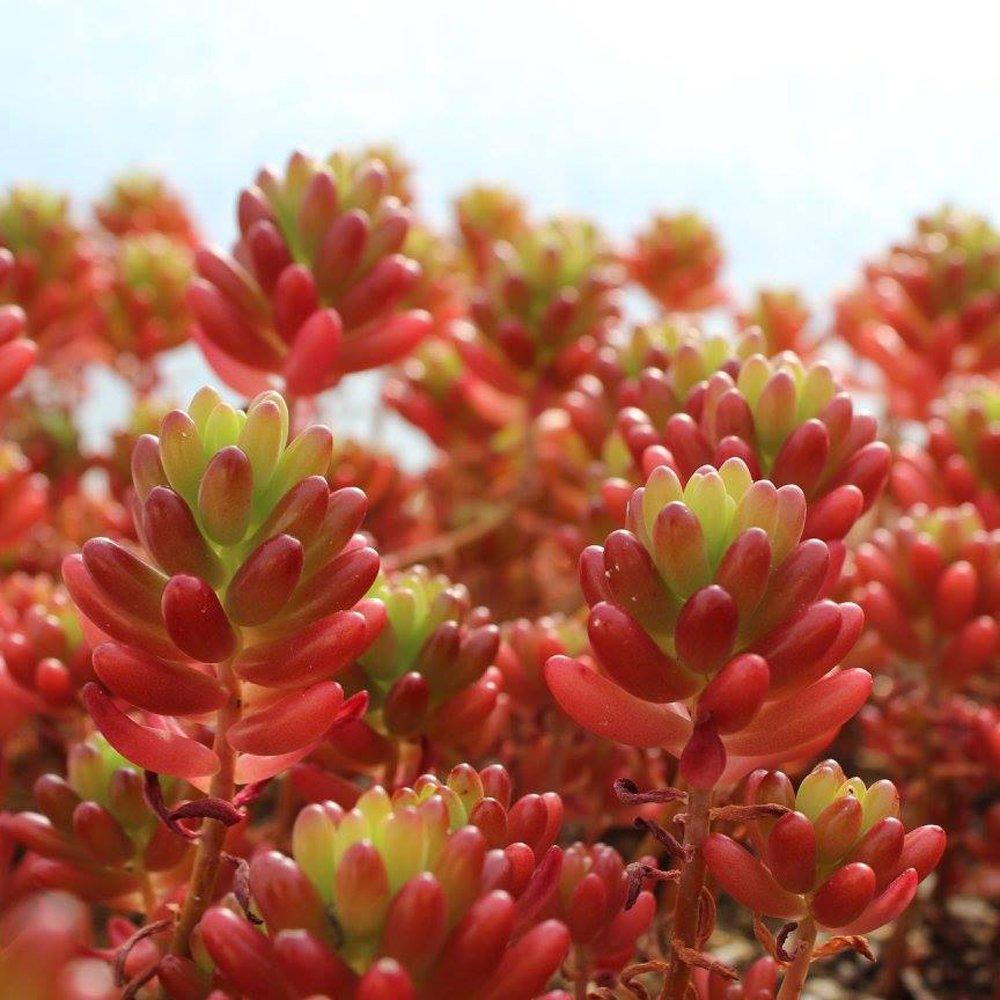 Sedum Rubrotinctum ‘Jelly Bean’ (Jelly Bean Sedum)