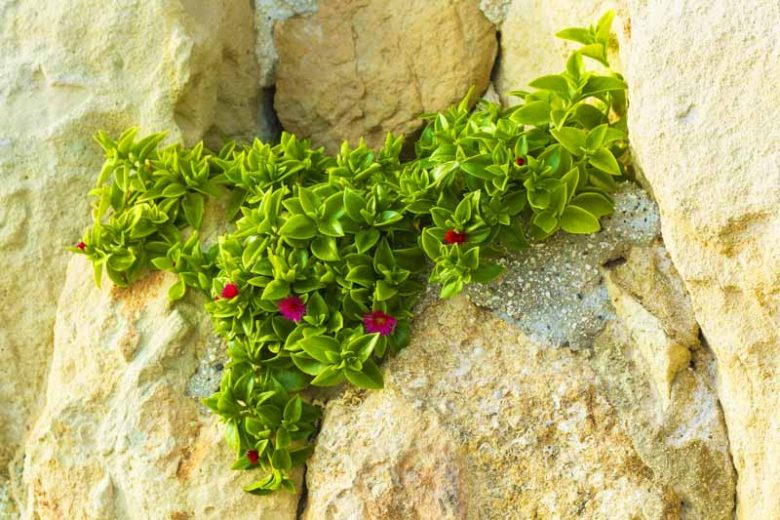 Aptenia Cordifolia (Baby Sunrose)