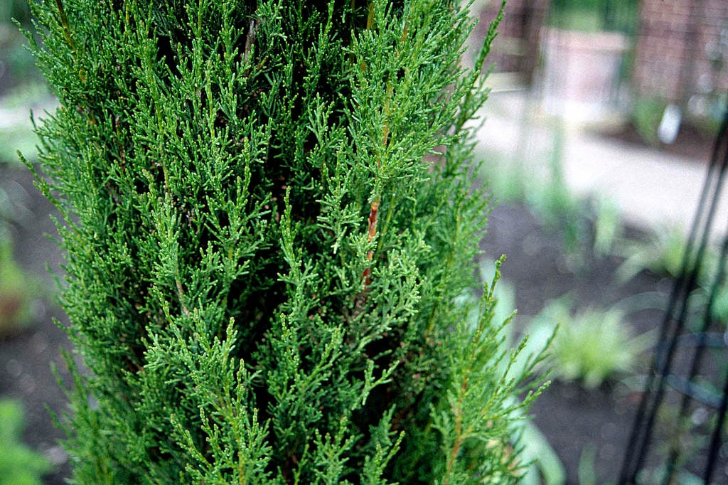 Cupressus sempervirens Stricta (Italian Cypress Stricta )