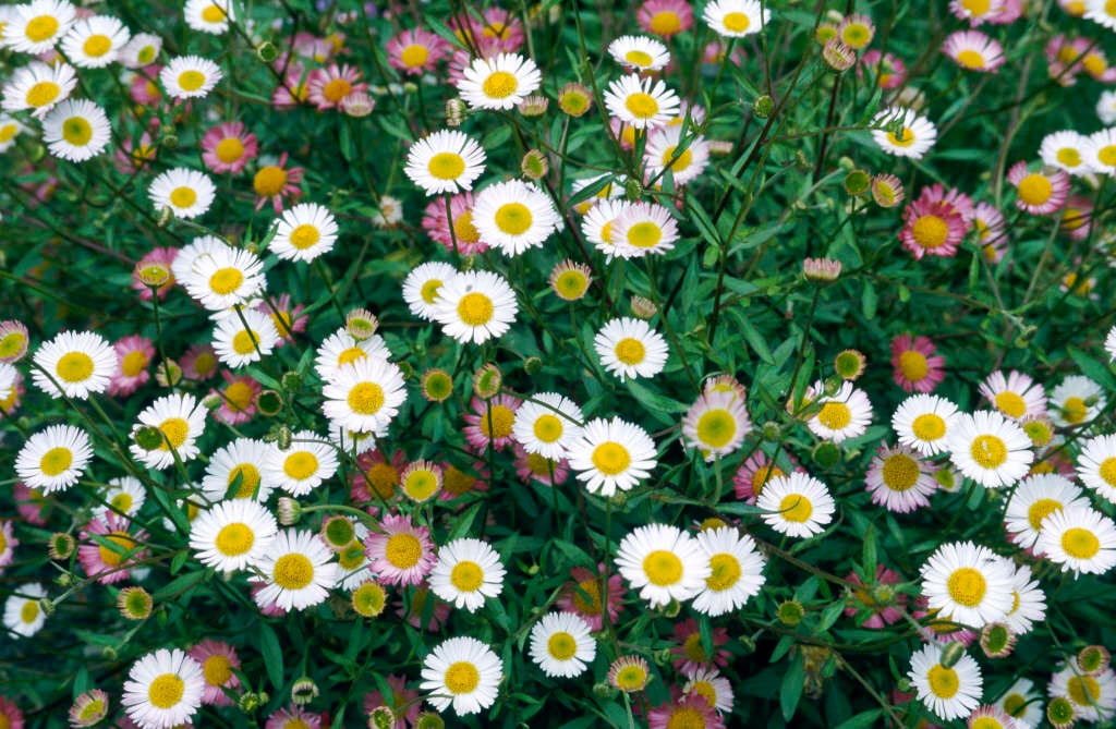 Erigeron karvinskianus (Mexican Fleabane)