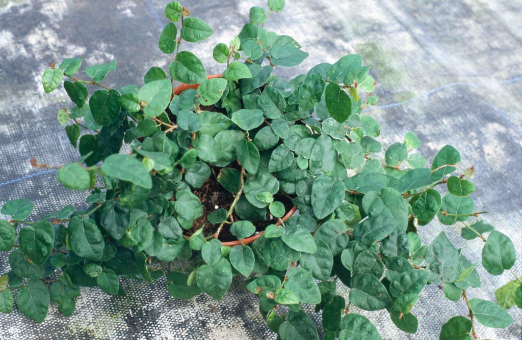 Ficus pumila (Creeping Fig)