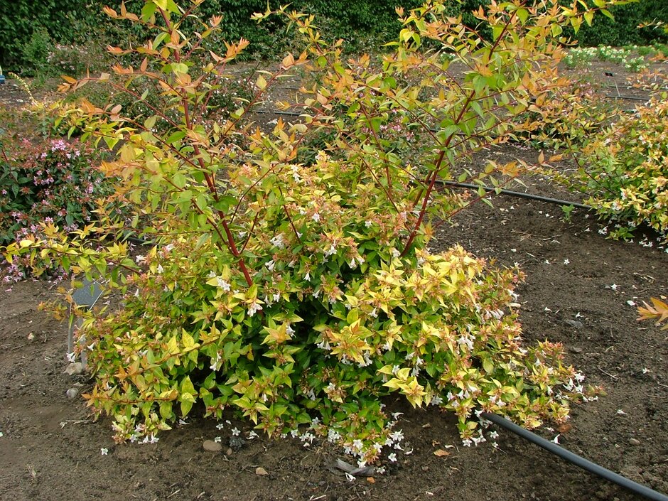 Abelia X Grandiflora (Gold Abelia)