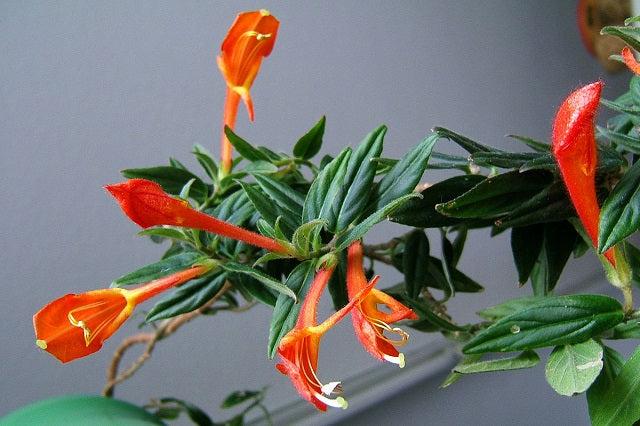 Columnea Hirta (Hairy Goldfish Plant)