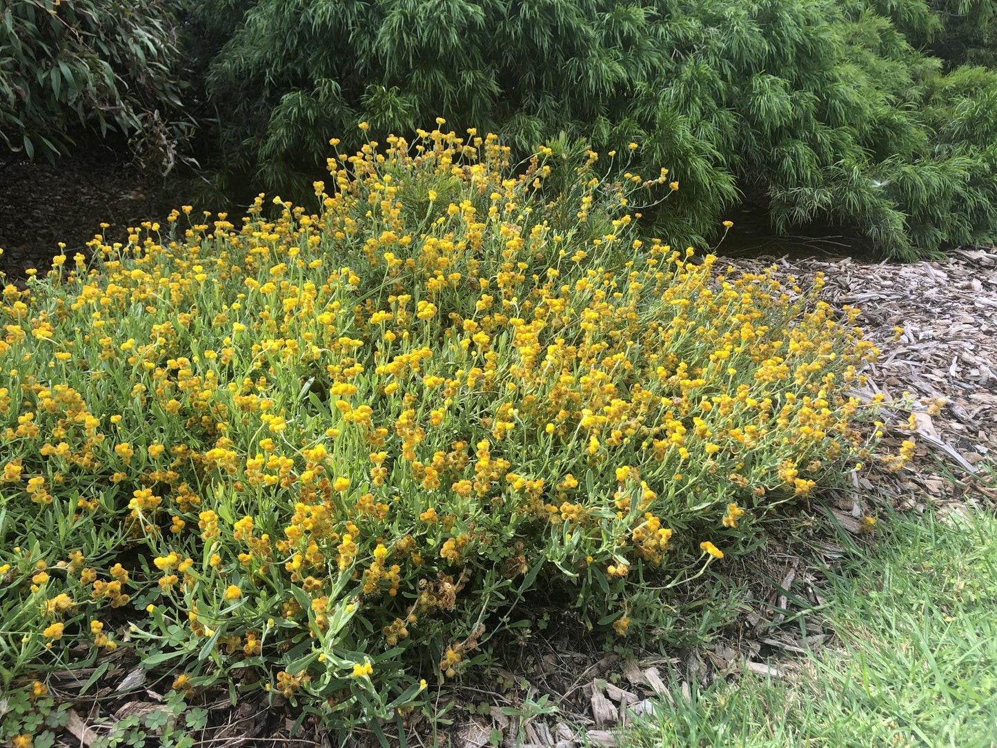 Chrysocephalum Apiculatum ‘Ramosissimum’ (Yellow Buttons)