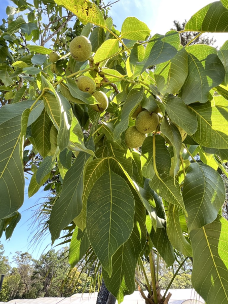 Juglans Regia (English Walnut)